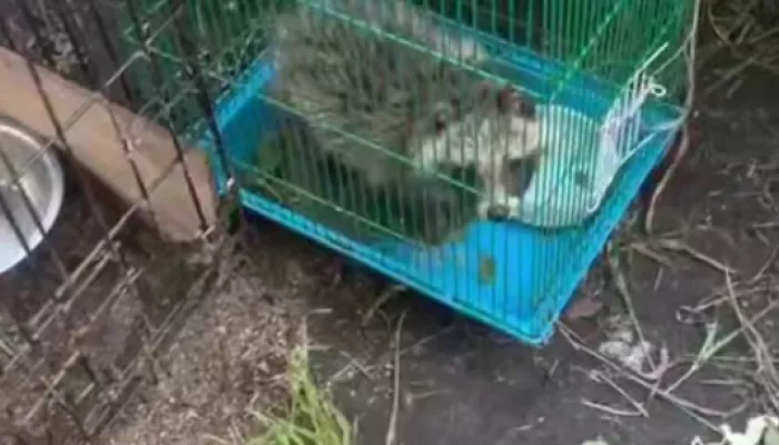Постояльцы турбазы на Ае ужаснулись содержанию животных в мини-зоопарке